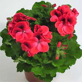 LAT Engelsk Pelargon . Pelargonium x domesticum