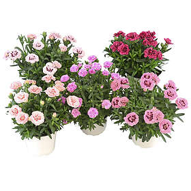 LAT Trädgårdsnejlika . Dianthus caryophyllus