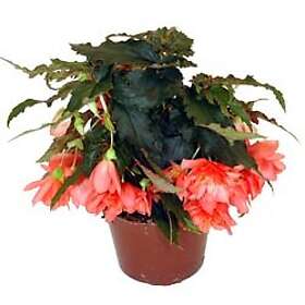 LAT Hängbegonia . Begonia x tuberhybrida Pendula