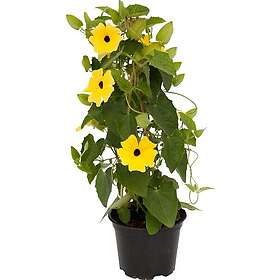 LAT Svartöga . Thunbergia aa