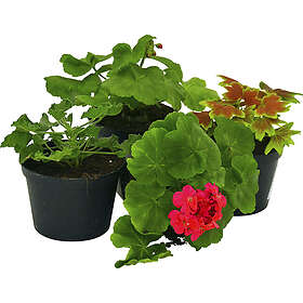 LAT Pelargon . Pelargonium x hortorum