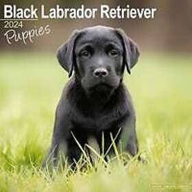 Black Labrador Puppies Calendar 2024 Square Dog Puppy Breed Wall Calendar 16 Month