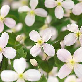 Omnia Garden Klätterväxt Montana-Klematis Fragrant Spring