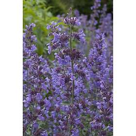 Omnia Garden Perenn Kantnepeta Walkers Low Ø 9-11cm kruka