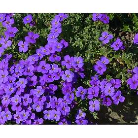 Omnia Garden Perenn Aubrietia Blaumeise Ø 9-11cm kruka