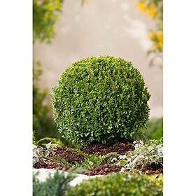 Omnia Garden Prydnadsbuske Buxbom Klot Ø25-30