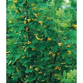 Omnia Garden Häck Häckkaragan 40-65 cm barrot (A)