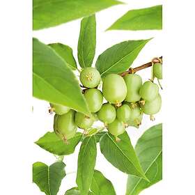 Omnia Garden Fruktväxt Minikiwi Issai