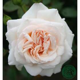 Omnia Garden Rosor Storblommig Klätterros Penny Lane Barrot