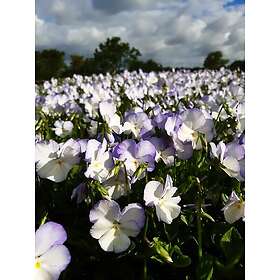 Omnia Garden Perenn Bukettviol Ullas Favorit Ø 9-11cm kruka