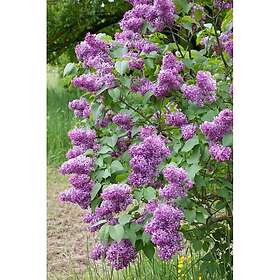 Omnia Garden Häck Syren 30-50 cm barrot (D)