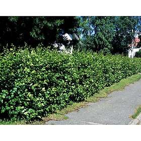 Omnia Garden Häck Häckhagtorn Fk Uppsala E 20-40 cm (D)