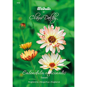 Weibulls Ringblomma, Sunset