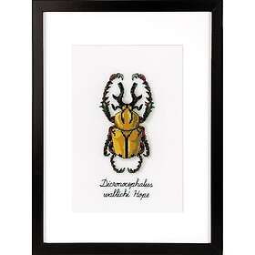 Broderikit Räknade Korsstygn LMV Golden Beetle 10 x 19 cm Vervaco