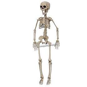 Skelett 76cm