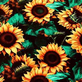 Sunflower ZannaZ Big Zelected By