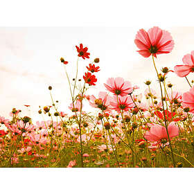 A.S. Creation Designwalls Digital 350*255 FlowerMeadow DD118598