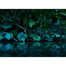 A.S. Creation Designwalls Digital 350*255 Tropical DD118796
