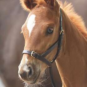 Shires Blenheim Fölgrimma i Läder