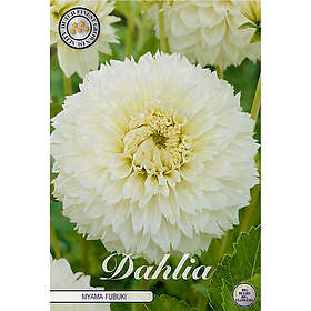 Sam van Schooten Fransdahlia, Fubuki Myama 1 st