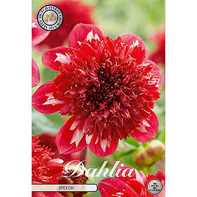Sam van Schooten Anemondahlia, Speech 1 st