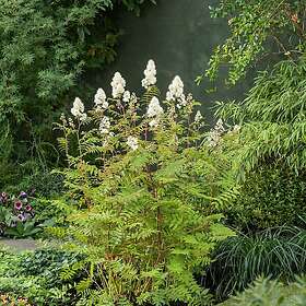 Omnia Garden Planta Häck Liten Rönnspirea Maia E 101696-10P