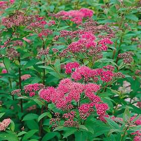 Omnia Garden Planta Rosenspirea 20-30 cm Krukodlade 101162-20P