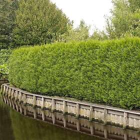 Omnia Garden Planta tuja häck 100-125 cm 101232P