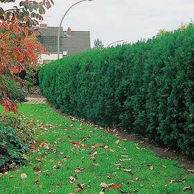 Omnia Garden Planta Hybrididegran Hicksii 20-30 cm 101228P