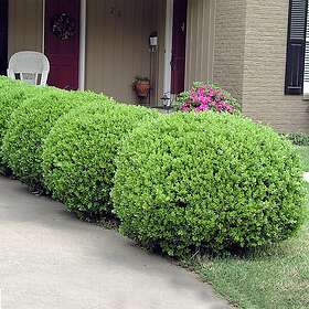 Omnia Garden Planta Buxbom (Buxus Microphylla Faulkner) 15-20 cm 101235P