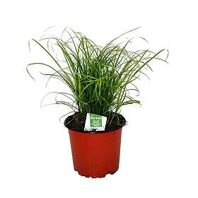 Imazo Kittygrass Kattgräs 12 cm kruka