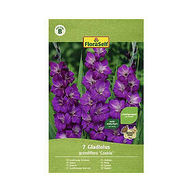 FloraSelf Blomsterlök Gladiolus Violetta 7st