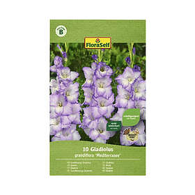 FloraSelf Blomsterlök Gladiolus Blue Frost 10st
