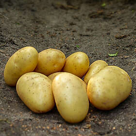 Prima Sättpotatis, Darling 2kg