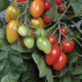 Eko Tomat Plommon Corabell 12Cm