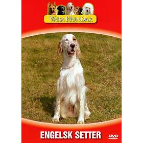 Våra Hundar - Engelsk Setter (DVD)