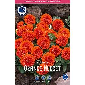 JWA Lefeber Dahlia, Orange Nugget
