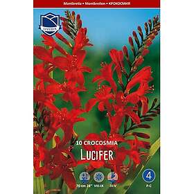 JWA Lefeber Montbretia, Lucifer