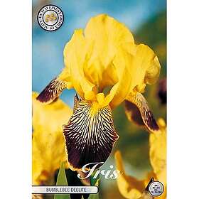 Sam van Schooten Iris Germanica, Buble Deelite