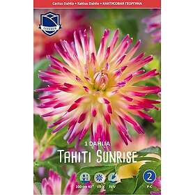 JWA Lefeber Dahlia, Tahiti Sunrise