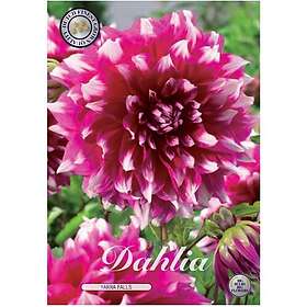 Sam van Schooten Dahlia, Yarra Falls