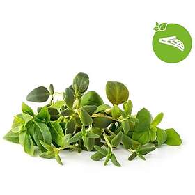 Click and Grow Smart Garden Refill 9-pack Italienska örter