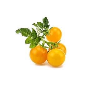Click and Grow Smart Garden Refill 3-pack Gul tomat