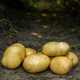 Prima Sättpotatis, Bintje 2kg
