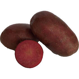 LPM Sättpotatis Lily Rose Sommar 1kg