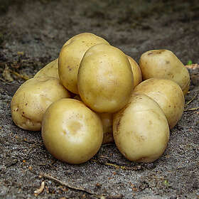 Prima Sättpotatis, Hamlet 2kg