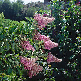 Omnia Garden Planta Klasespirea 50-80 cm 100st