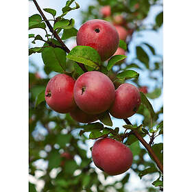 Omnia Garden Äppelträd Malus Domestica Rödluvan E