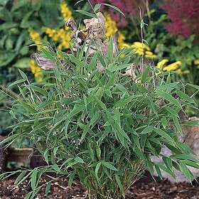 Omnia Garden Bergbambu Tiny 30+ cm 3st
