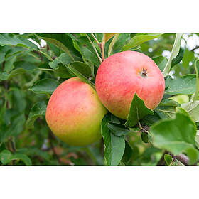 Omnia Garden Äppelträd Malus Domestica Rubinola